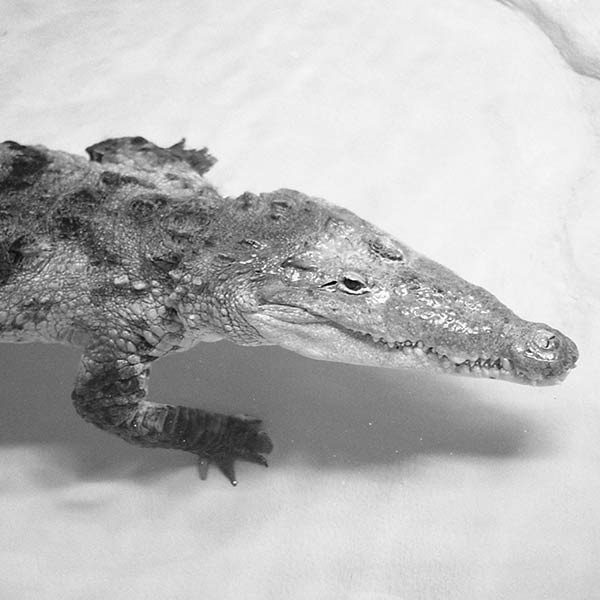 Alligator - Seattle, WA - 2002