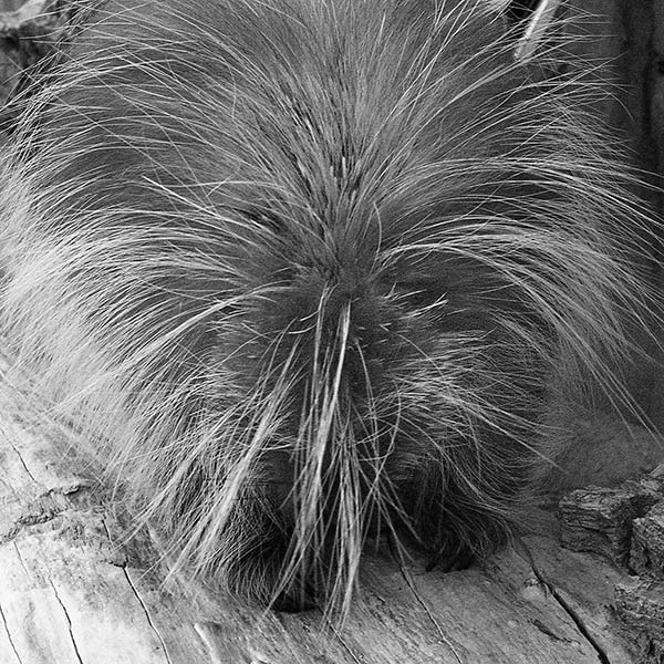 Backside - Bronx Zoo, NY - 1988