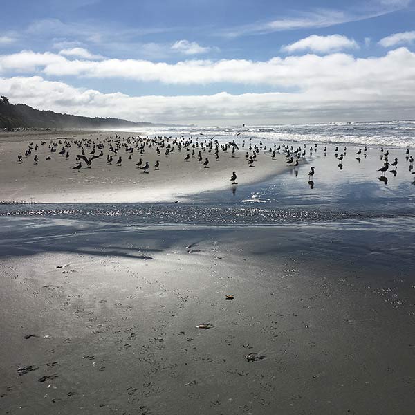 Beach - Kalaloch, WA - 2018