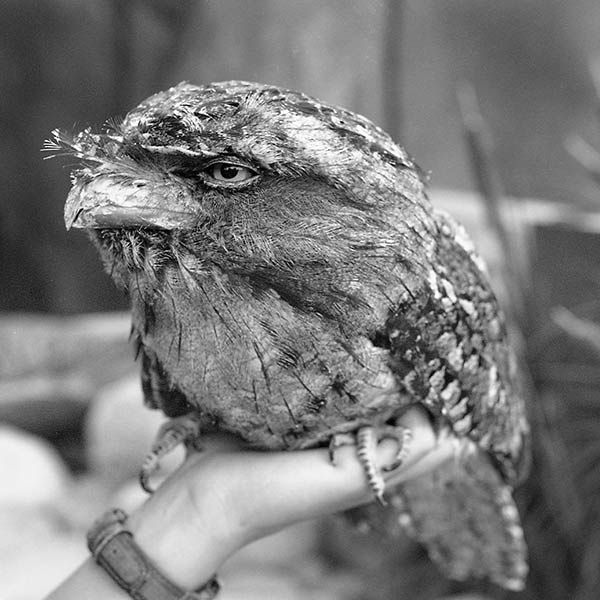 Bird in Hand - Seattle, WA - 2002