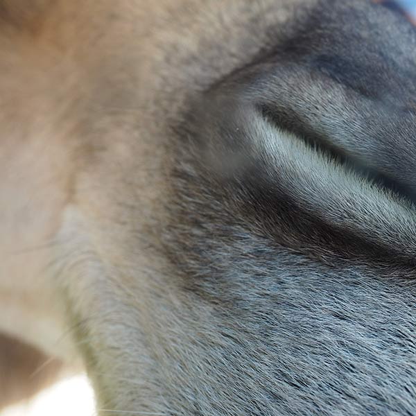 Camel - Tacoma, WA - 2013