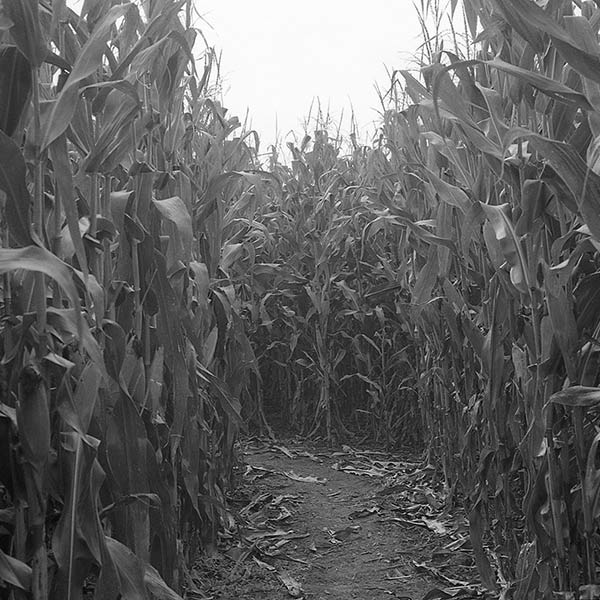 Corn Maze - Long Valley, NJ - 2010