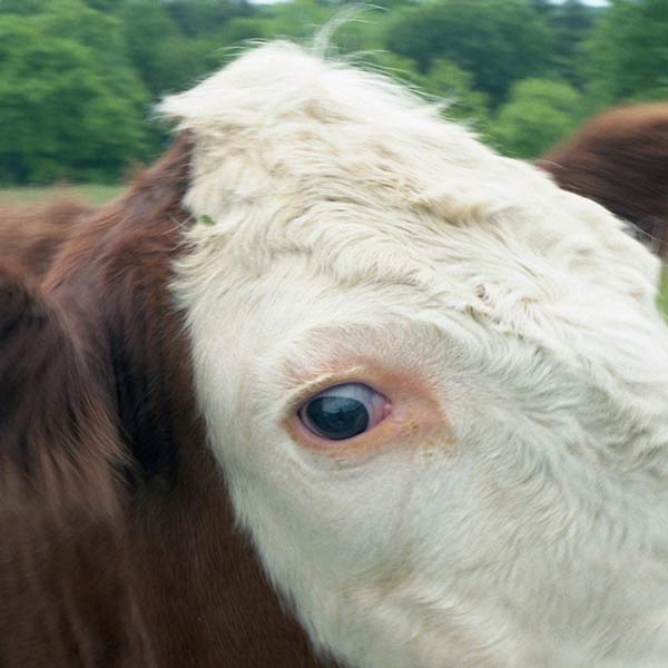 Cow - Chester, NJ - 2013