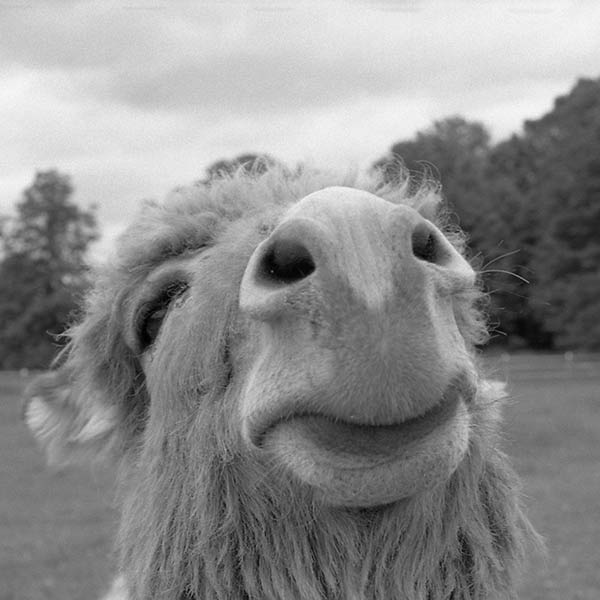 Donkey - Chester, NJ - 1995