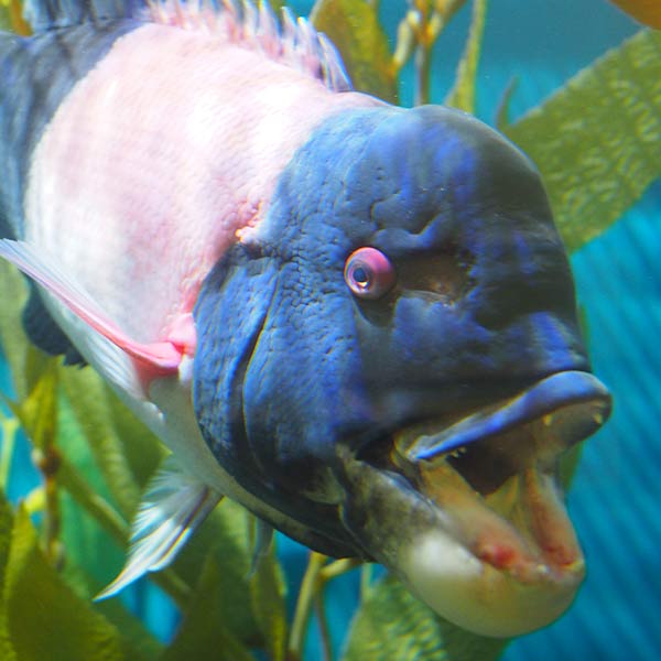 Fish - Tacoma, WA - 2013