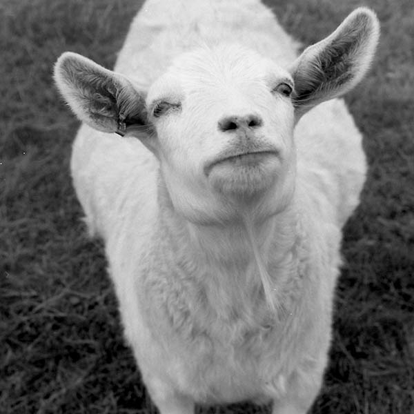 Goat - Chester, NJ - 1998