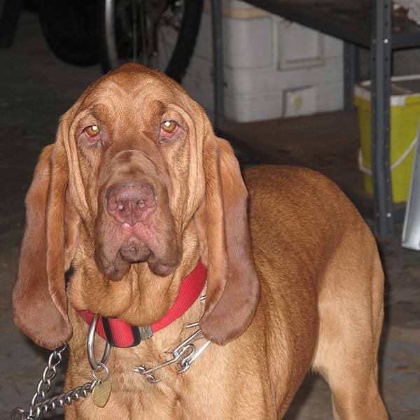 Gracey - Hackettstwon, NJ - 2009