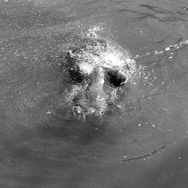 Hippo - Seattle, WA - 2002