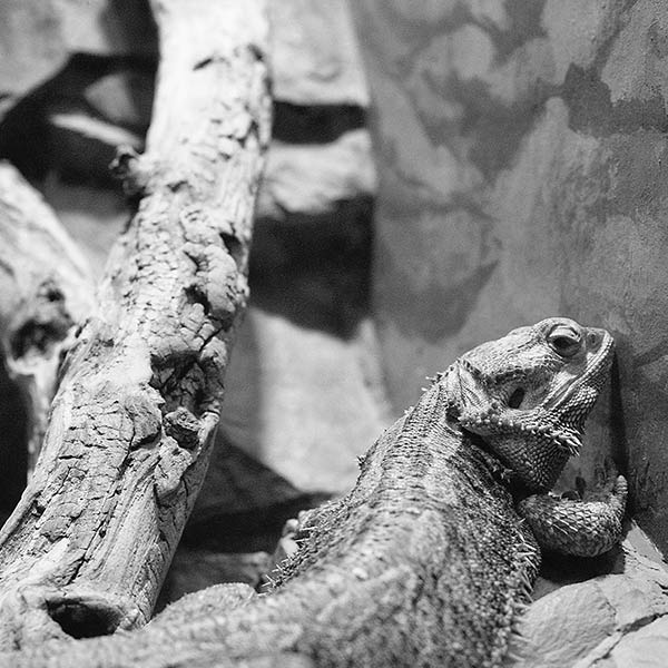 Lizard Look - Seattle, WA - 2005