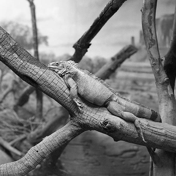 Lizard - Seattle, WA - 2002