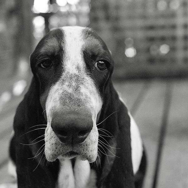 Max - Vashon Island, WA - 2011