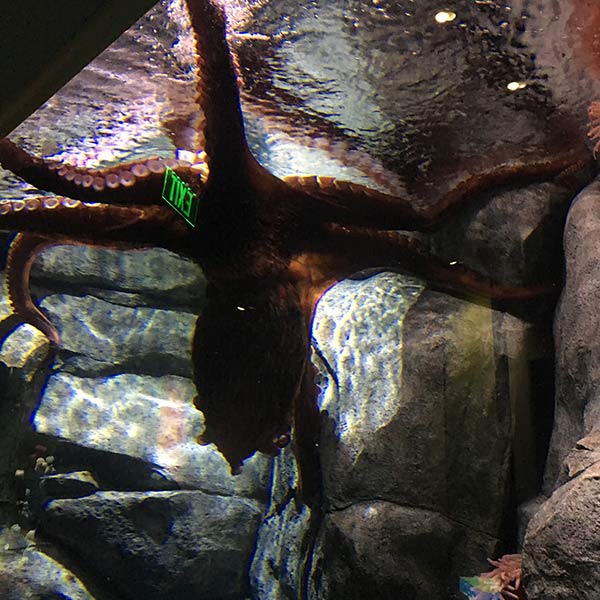 Octopus - Tacoma, WA - 2018