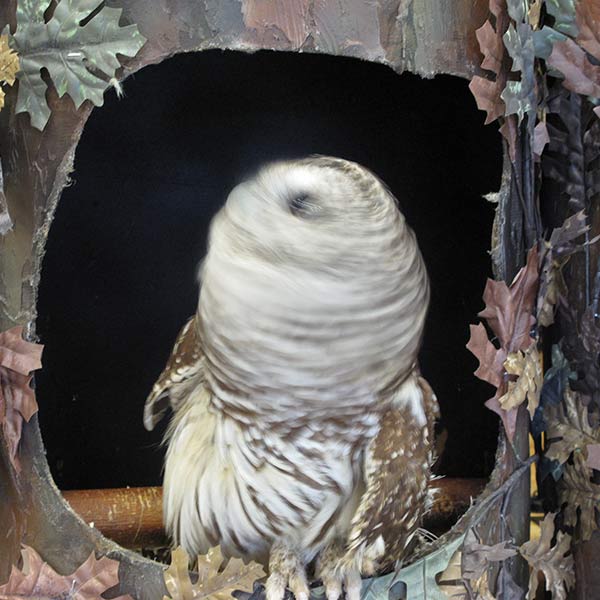 Owl - Long Valley, NJ - 2010