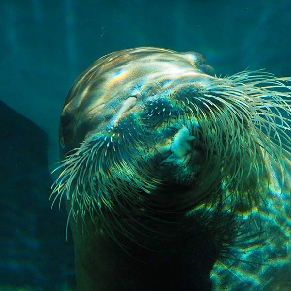 Seal - Tacoma, WA - 2013