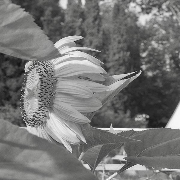 Tipi - Schooley’s Mountain, NJ - 1996