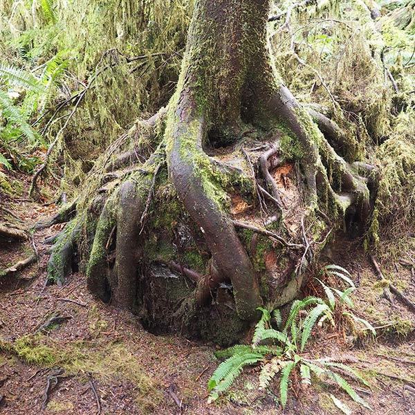 Tree Roots - Olympic Forest , WA - 2018