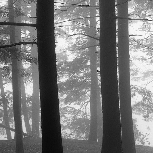 Trees - Lake Mohonk, NY - 2000
