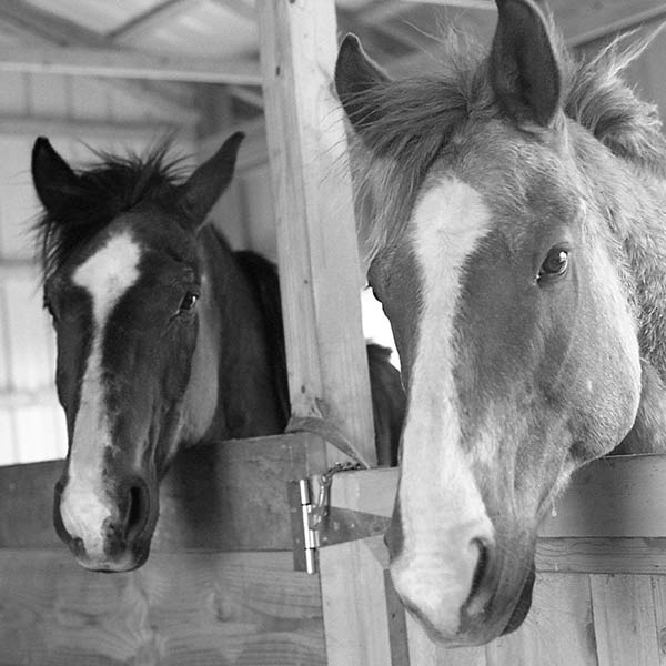 Two Horses - Long Valley, New Jersey - 2004