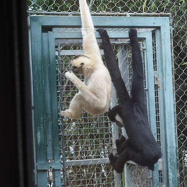 Two Monkeys - Tacoma, WA - 2013