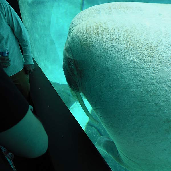 Walrus - Tacoma, WA - 2018