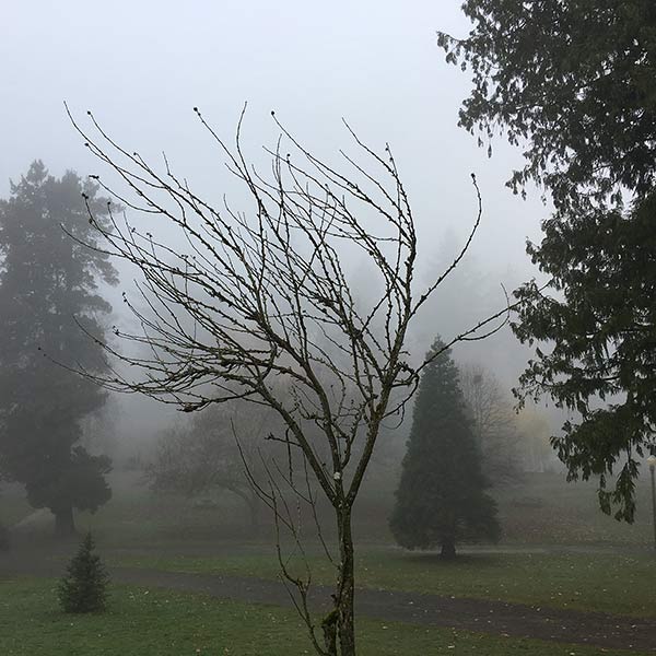 Wright Park - Tacoma, WA - 2018